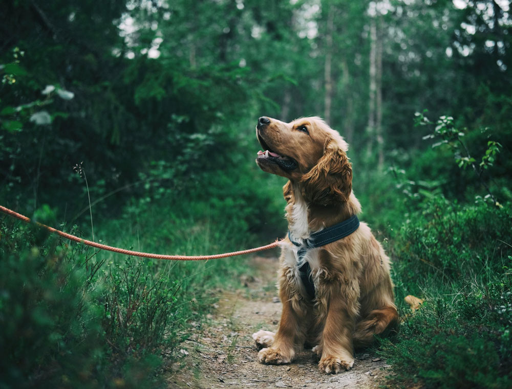 A dog on a nature walk